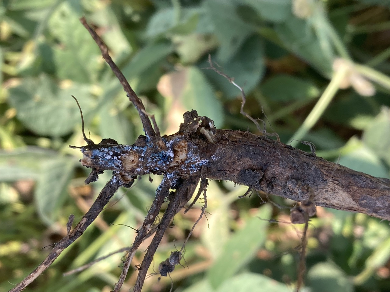 Soybean Disease Loss Estimates from the United States and Ontario, Canada — 2023