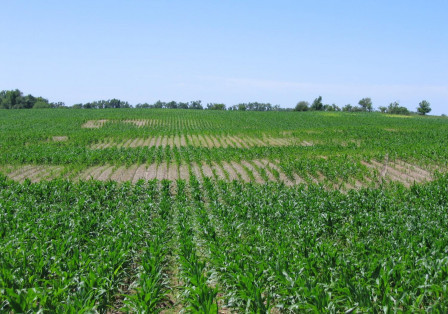 Corn Disease Loss Estimates from the United States and Ontario, Canada — 2023