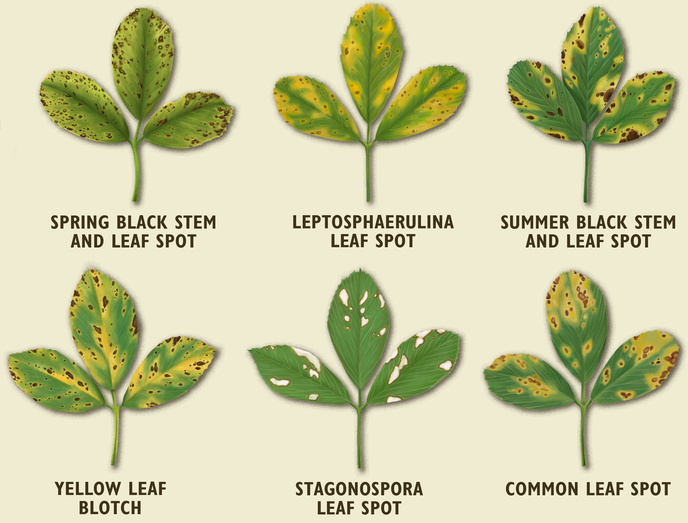 Alfalfa Foliar Disease Diagnostic Poster and Postcard