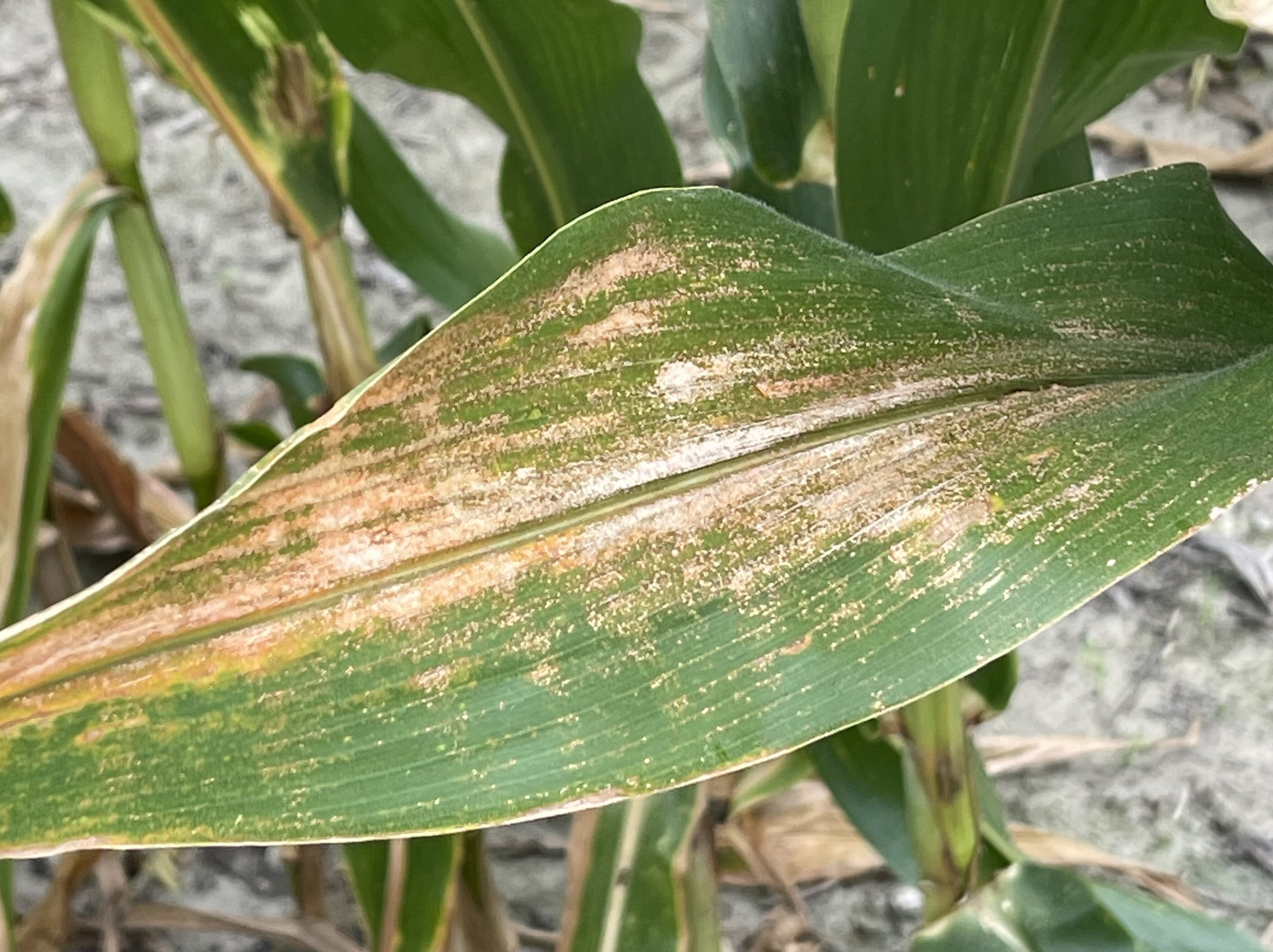 A New Disease on Corn Observed Across Southern and Mid-South States