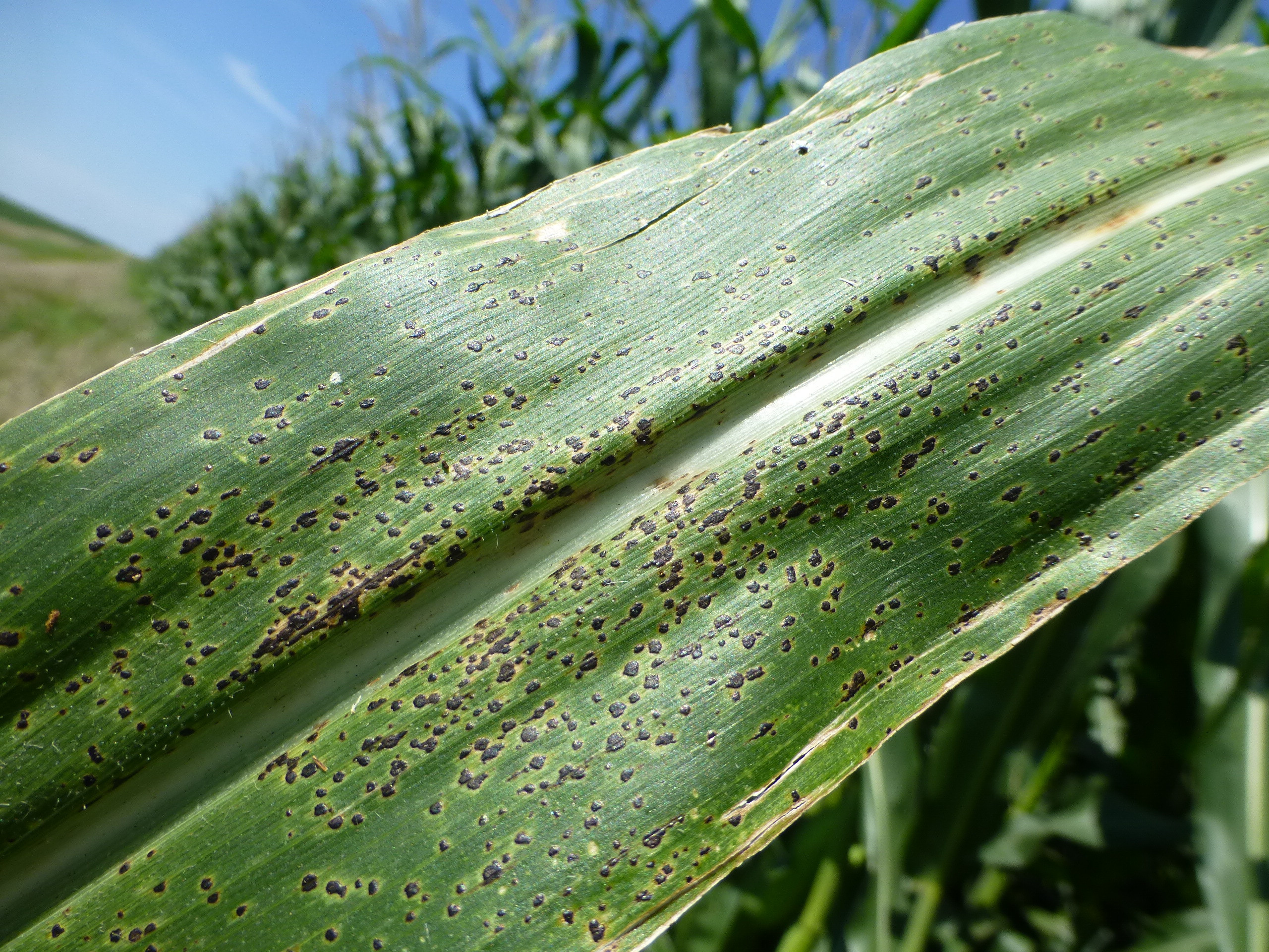 Multi-state Fungicide Efficacy Trials to Manage Tar Spot and Improve Economic Returns in Corn in the United States and Canada