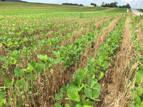 The Effect of Wheat on Soybean Cyst Nematode Populations in Double-Cropping Soybean Production