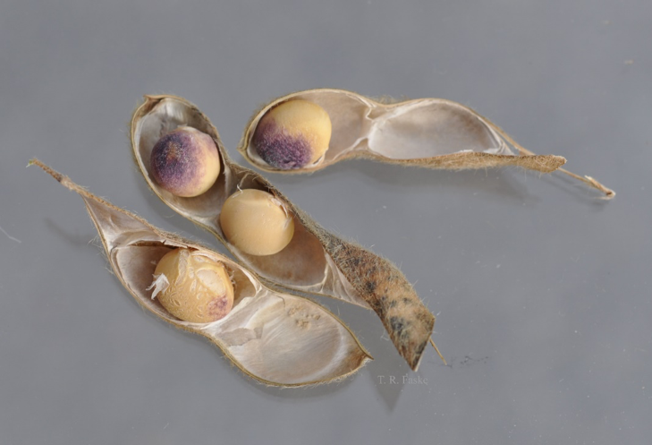 Soybean Seed Quality Considerations for 2019 (Archived)