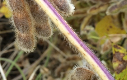 The Science Behind Late Season Purple Soybean Stems (Archived)