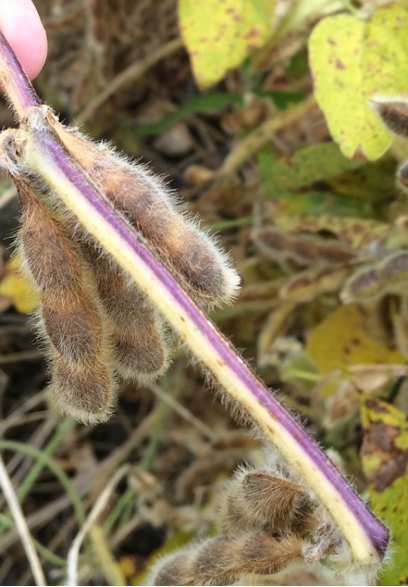 The Science Behind Late Season Purple Soybean Stems