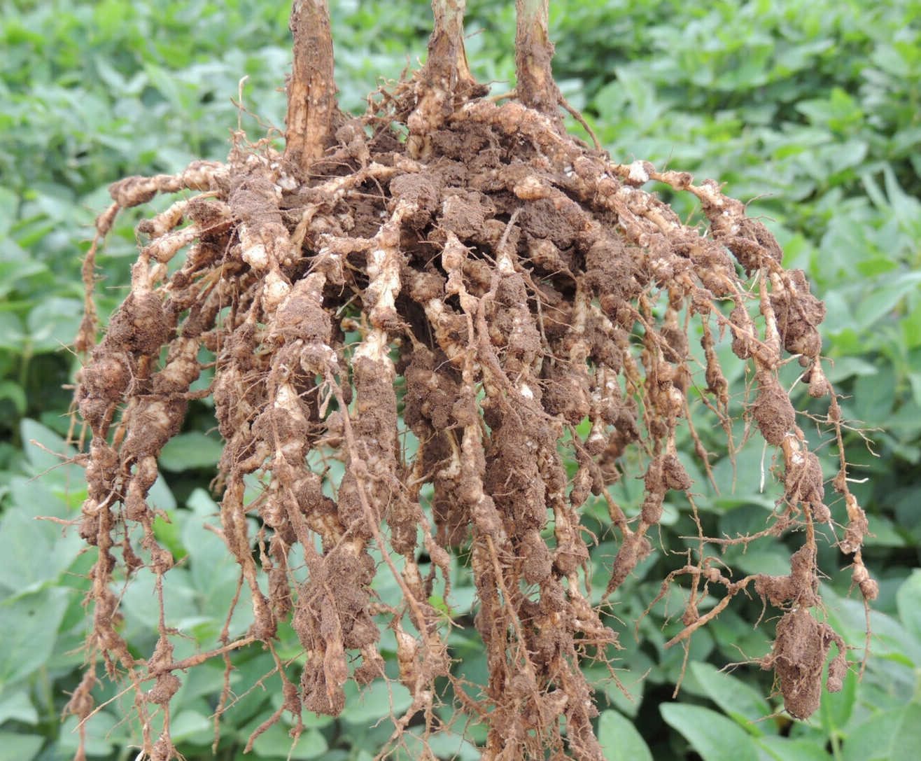 Soybean Disease Loss Estimates from the United States and Ontario, Canada — 2024