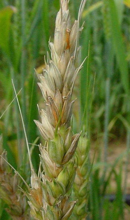 Fungicide Efficacy for Control of Wheat Diseases