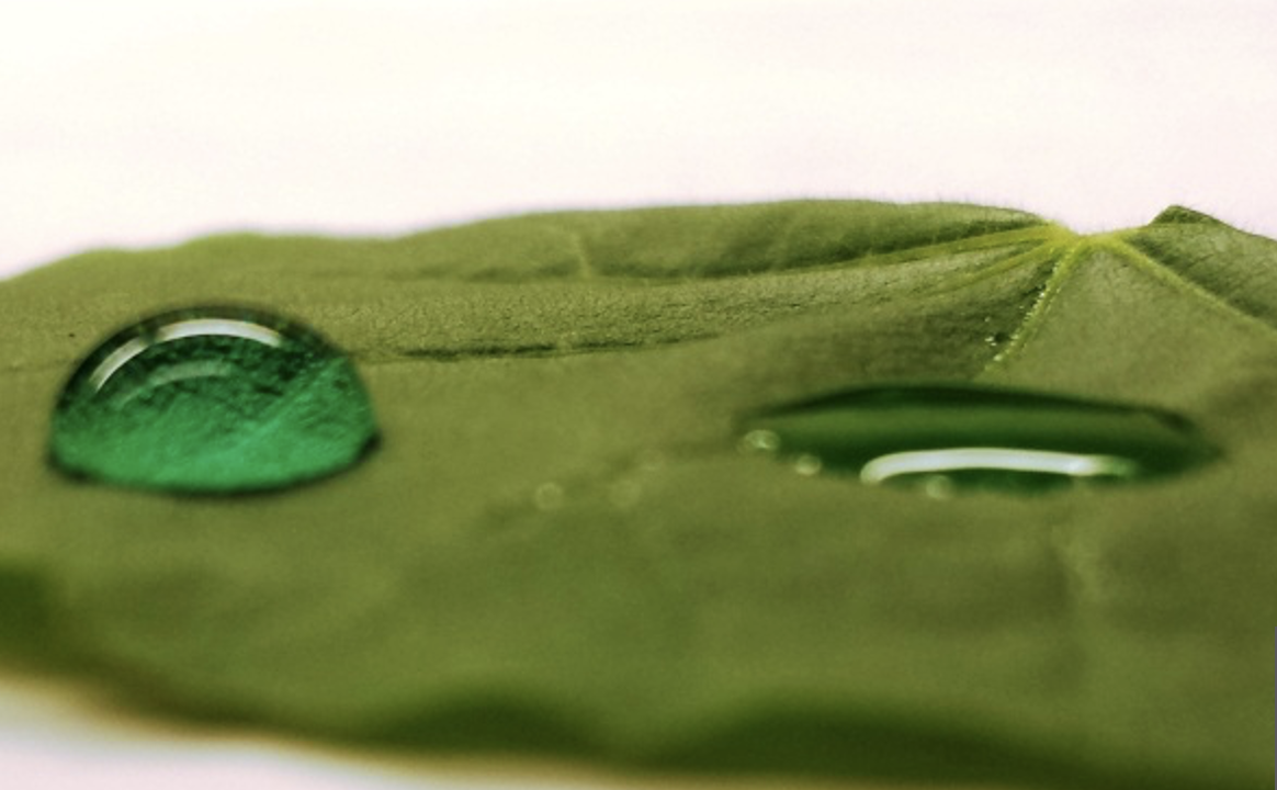 Adjuvants with Herbicides. When and Why They Are Needed.