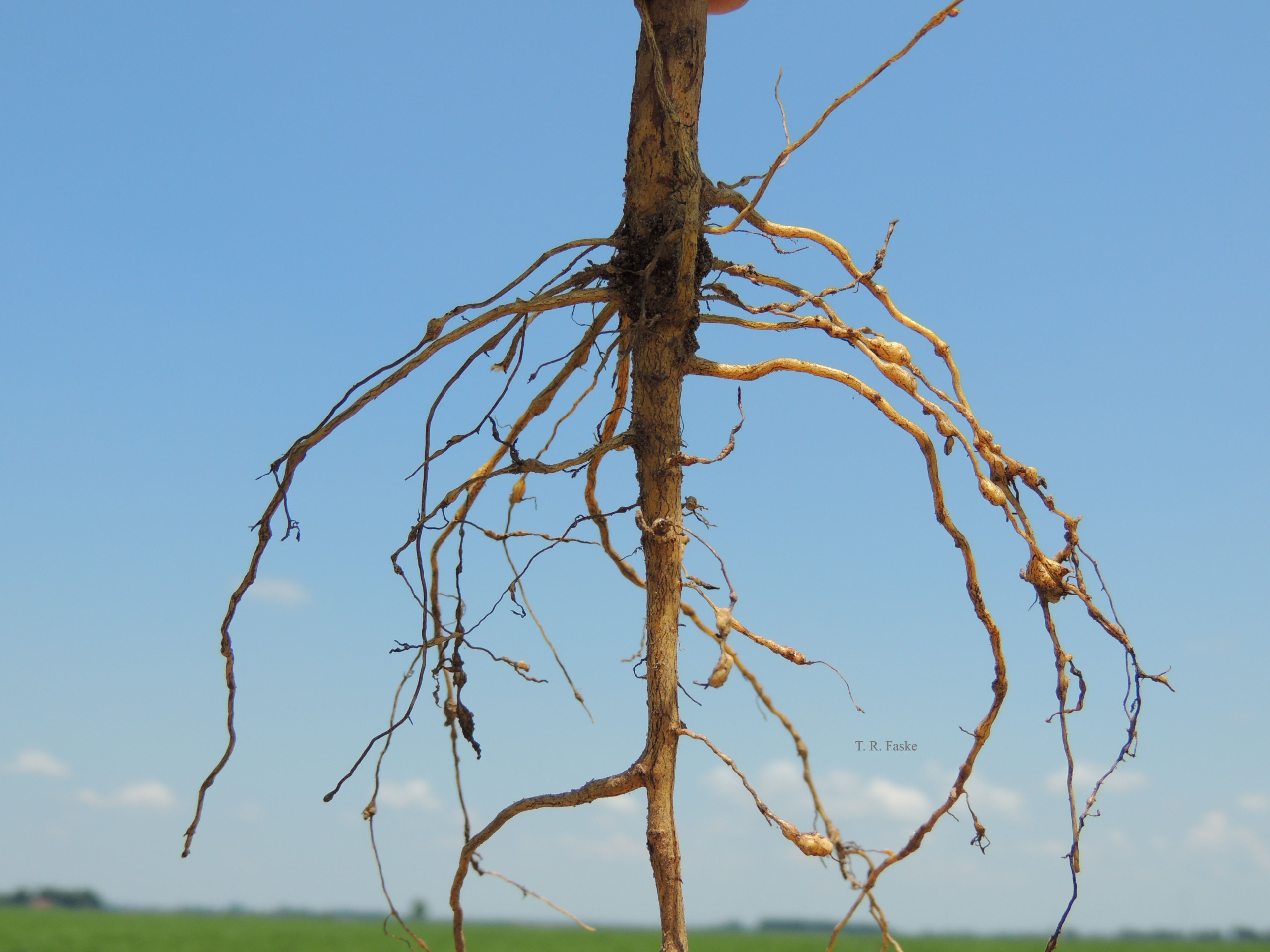 Selecting Cotton Cultivars with Nematode Resistance and Tolerance