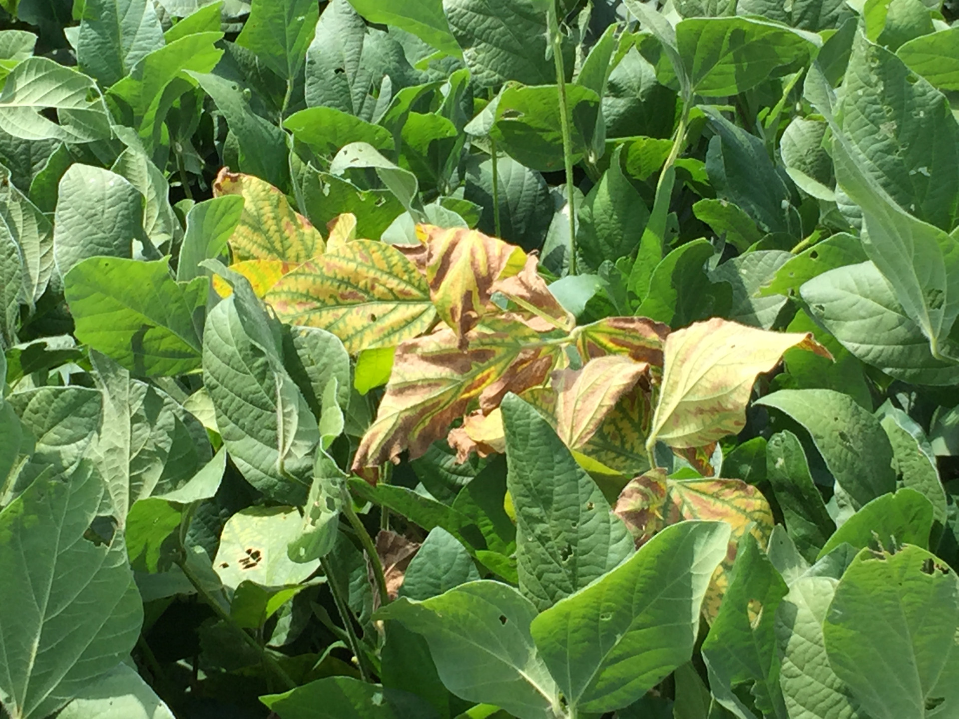 Soybean Disease Loss Estimates from the United States and Ontario, Canada — 2022