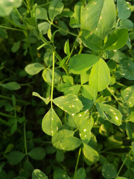 Fungicide Efficacy for Control of Alfalfa Diseases