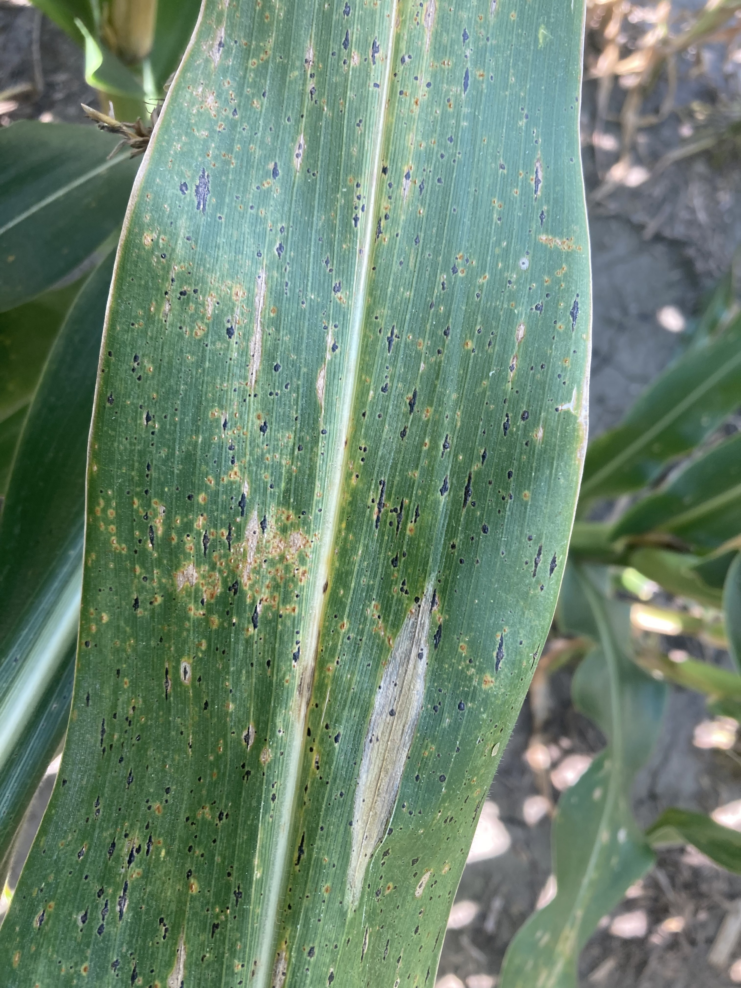 Corn Disease Loss Estimates from the United States and Ontario, Canada — 2024