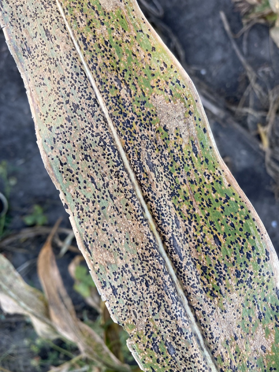 Tar Spot Prediction in Corn: The Weather Matters