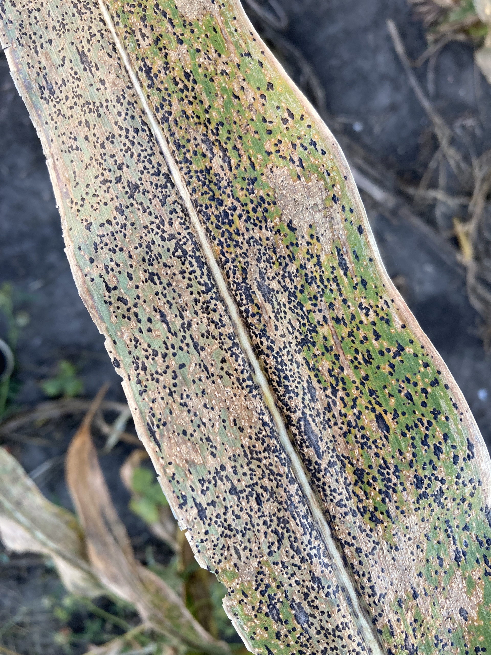 Three Corn Diseases to Watch for in 2023