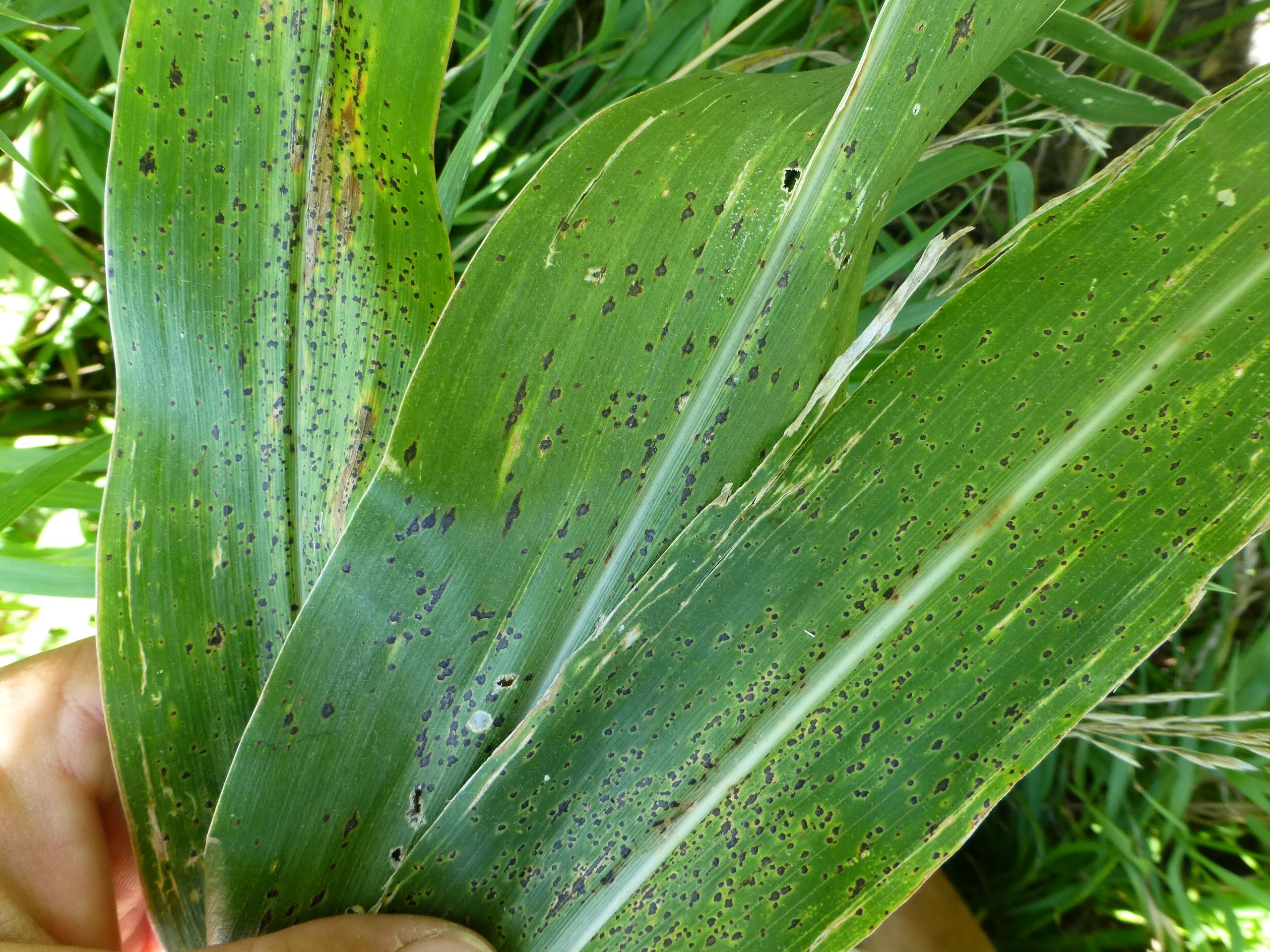 Mythbusting Tar Spot: Separating Fact from Fiction
