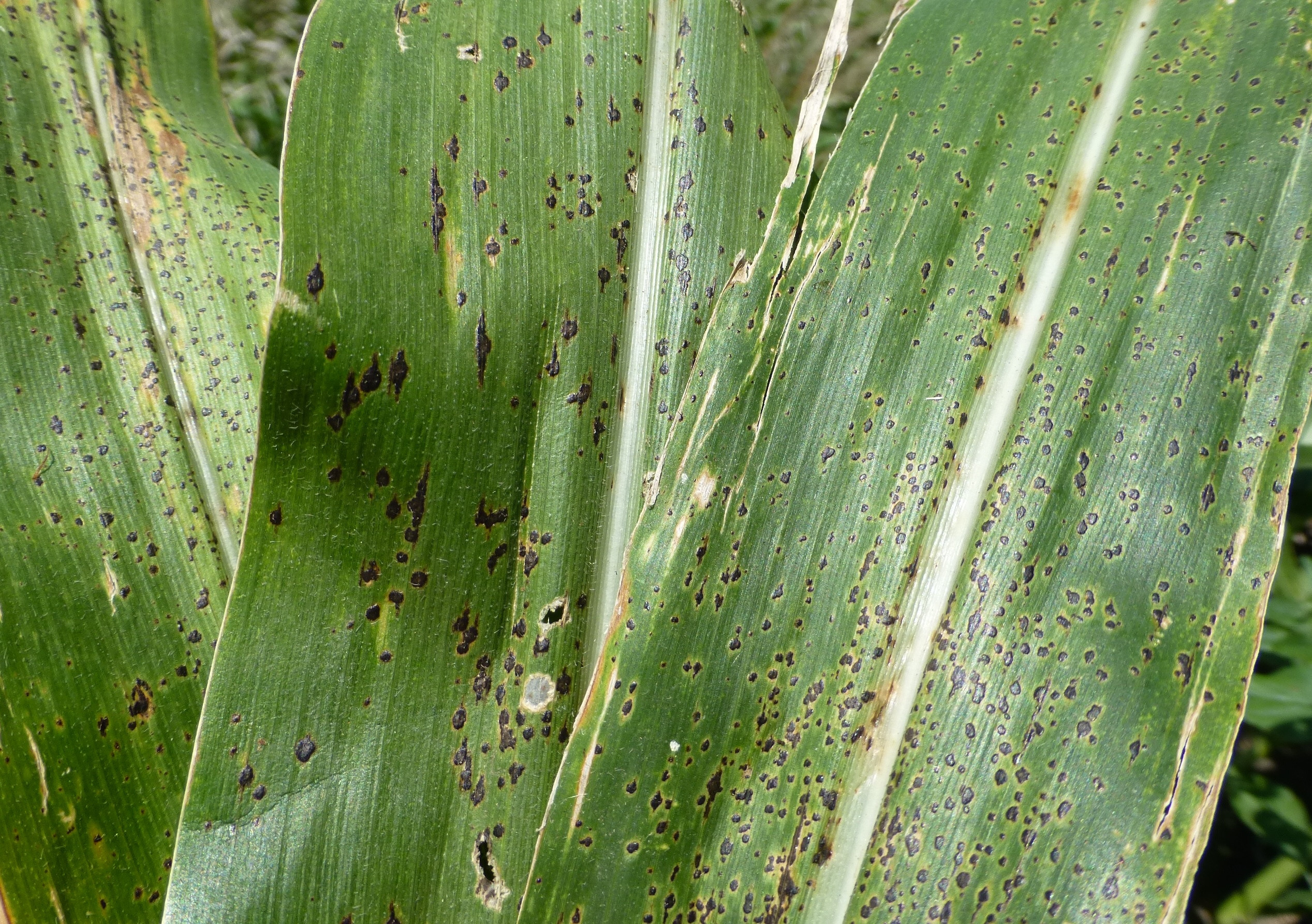 Fungicide Efficacy for Control of Corn Foliar Diseases