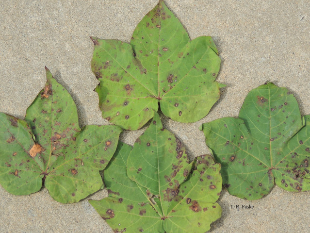 Cotton Disease Loss Estimates from the United States — 2024