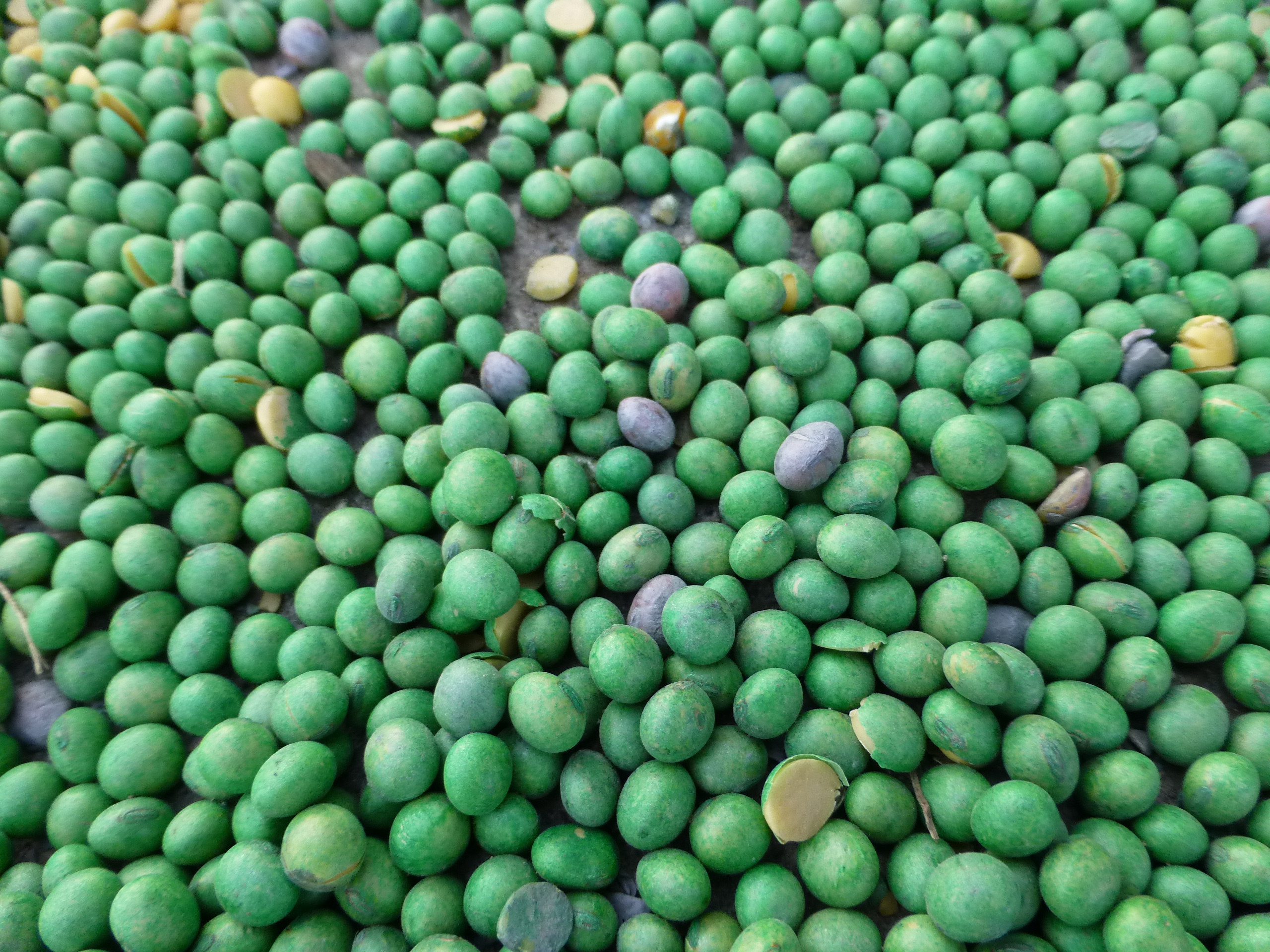 Seed Treatments: Questions that Emerge When Plants Don’t