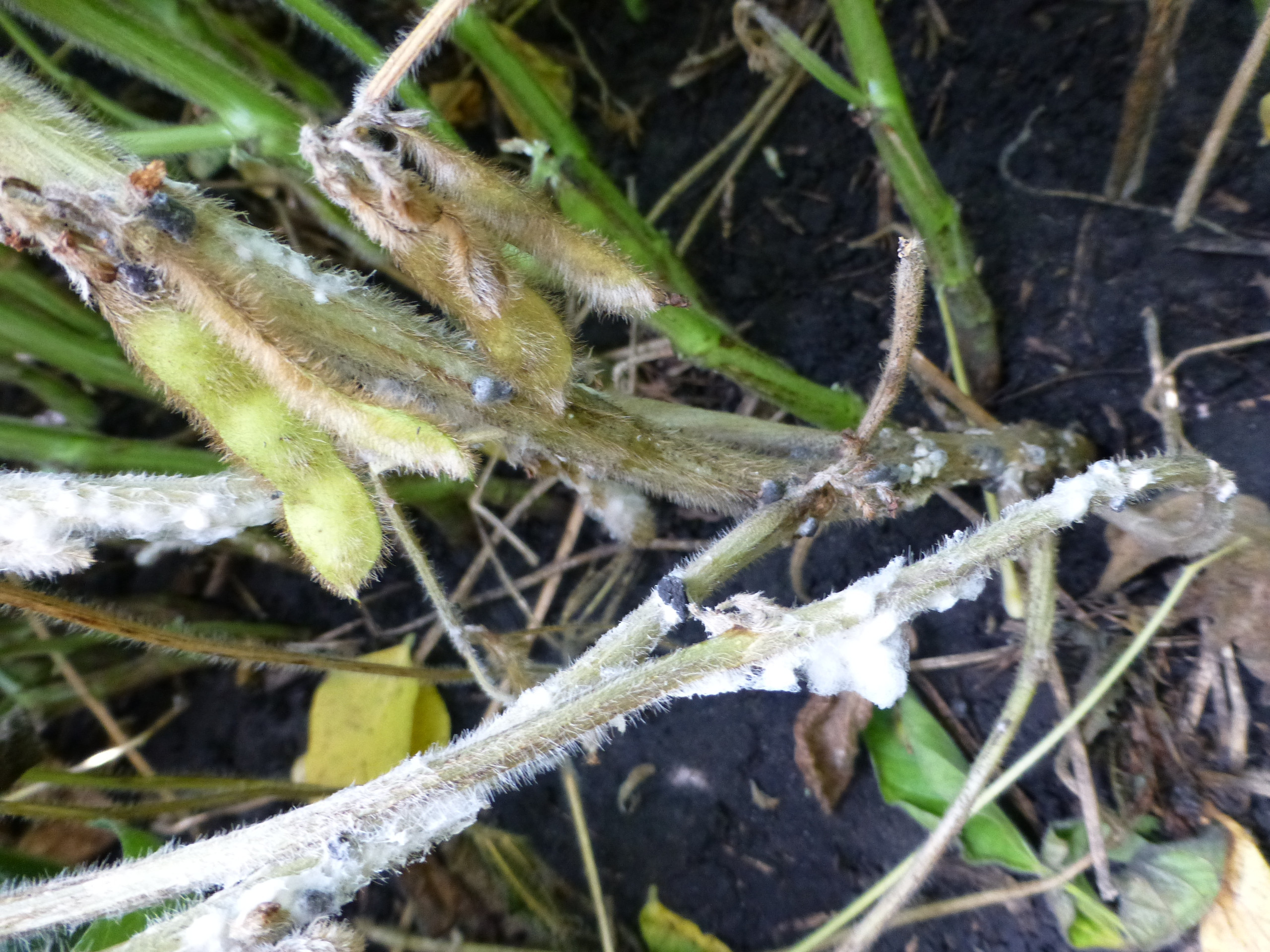 Creation of New Soybean Varieties with High Levels of Resistance to White Mold