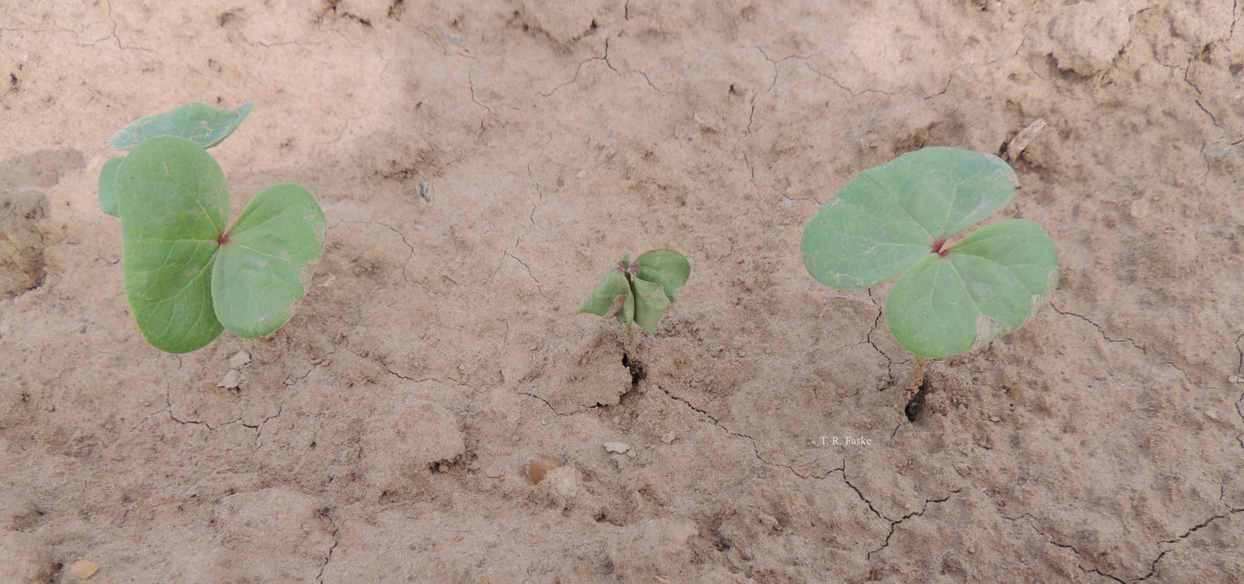 Rhizoctonia Seedling Disease of Cotton