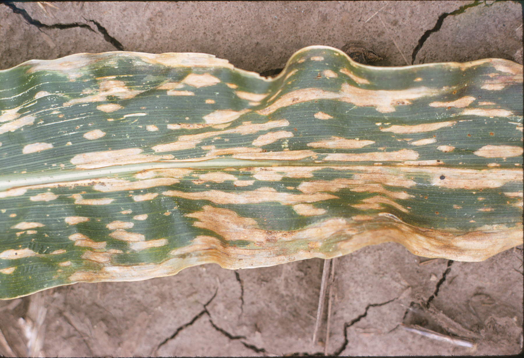 Southern Corn Leaf Blight of Corn