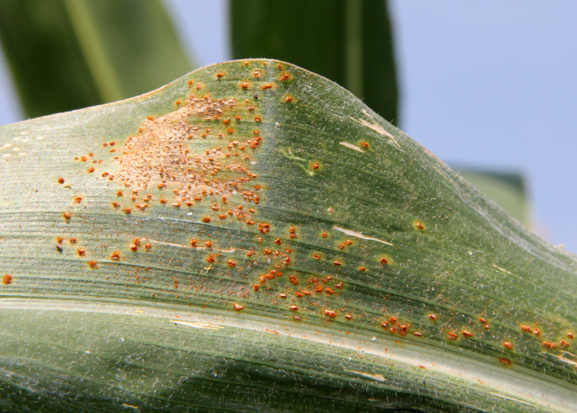 Southern Rust of Corn