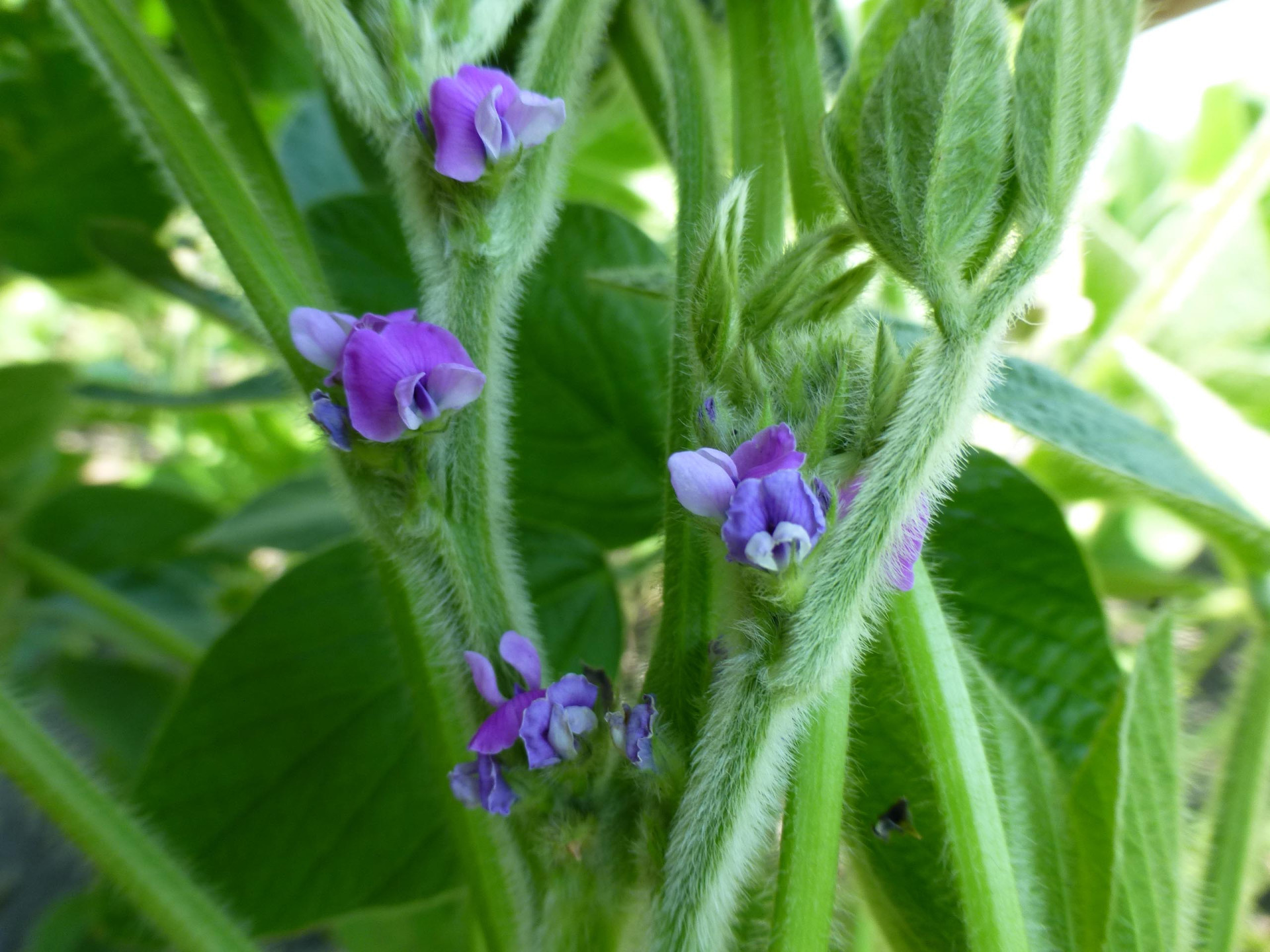 Peanut Mottle Virus of Soybean