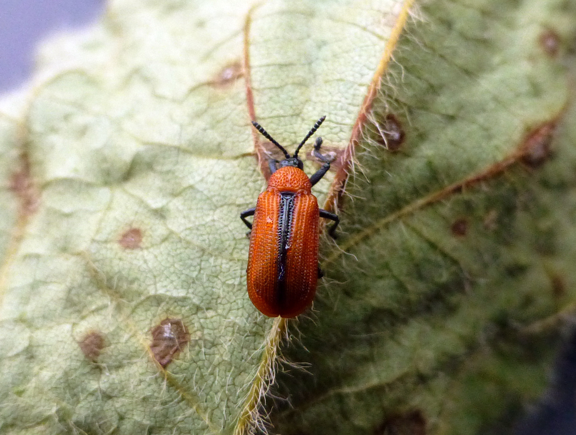 Soybean Leafminer in Soybean