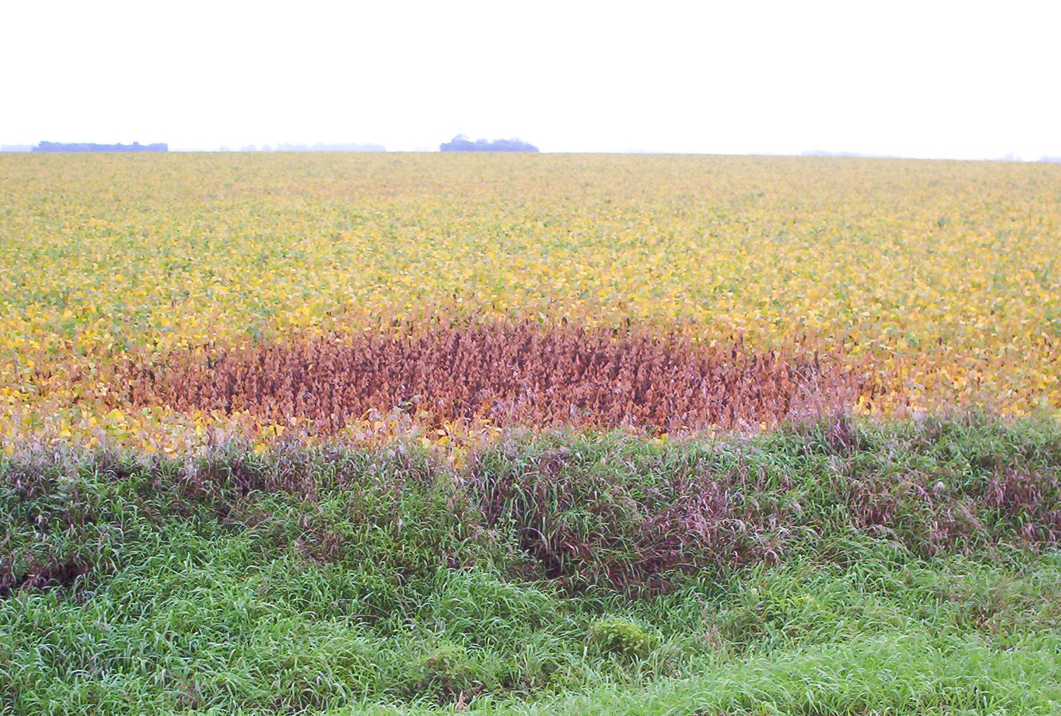 Lightning Injury in Soybean