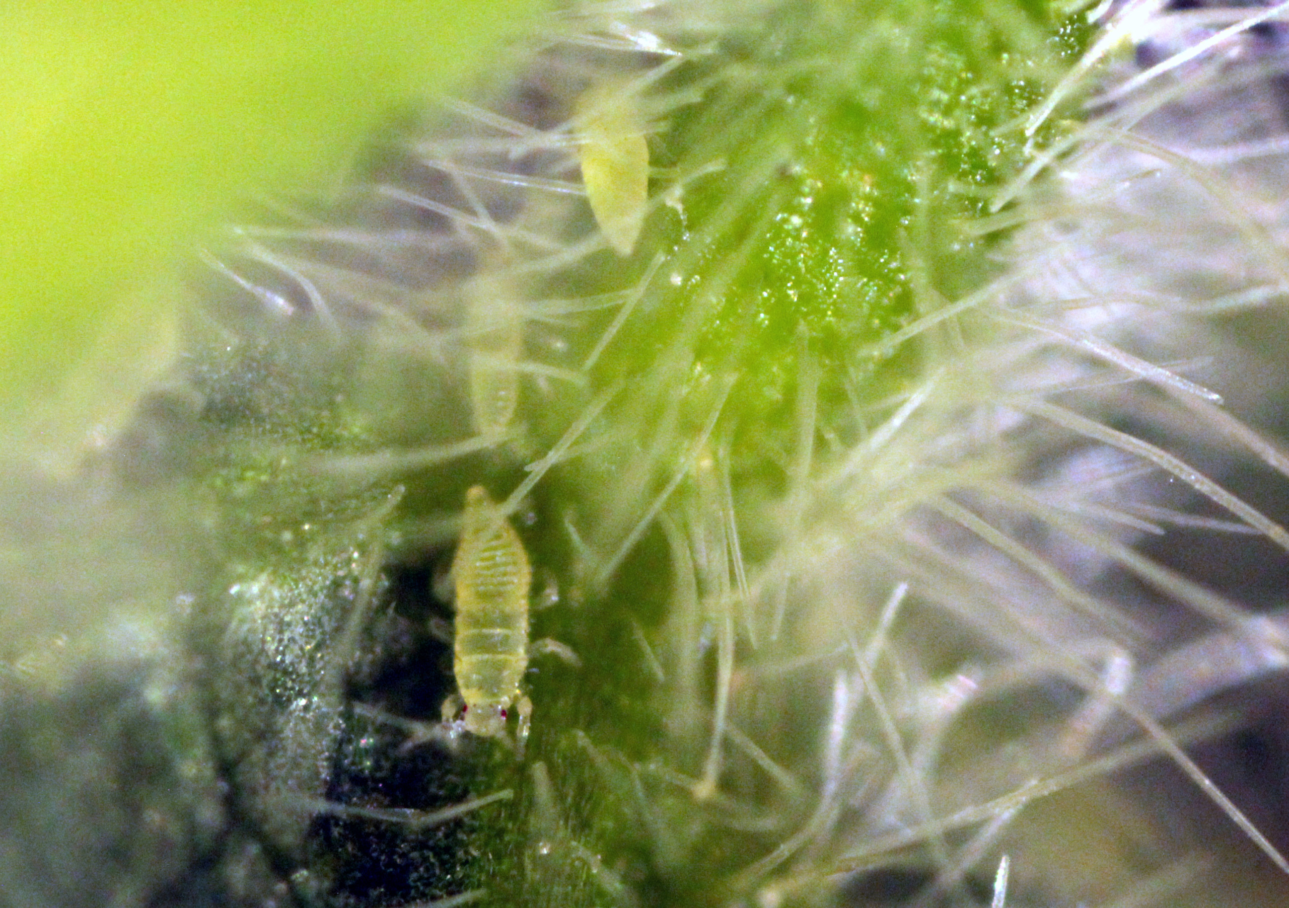 Soybean Thrips in Soybean