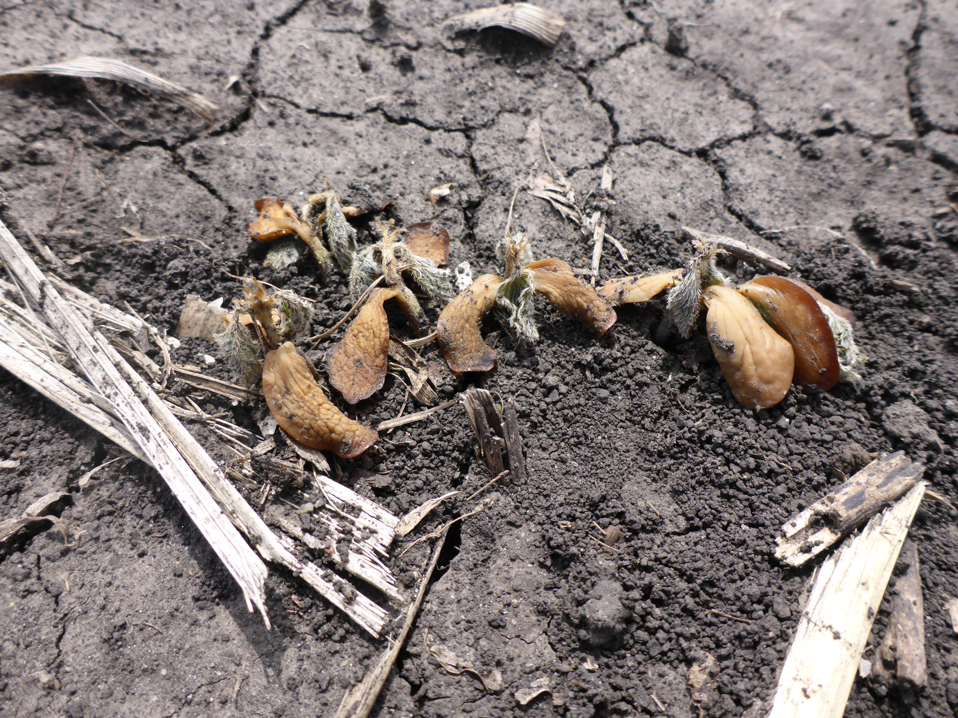 Frost Injury in Soybean