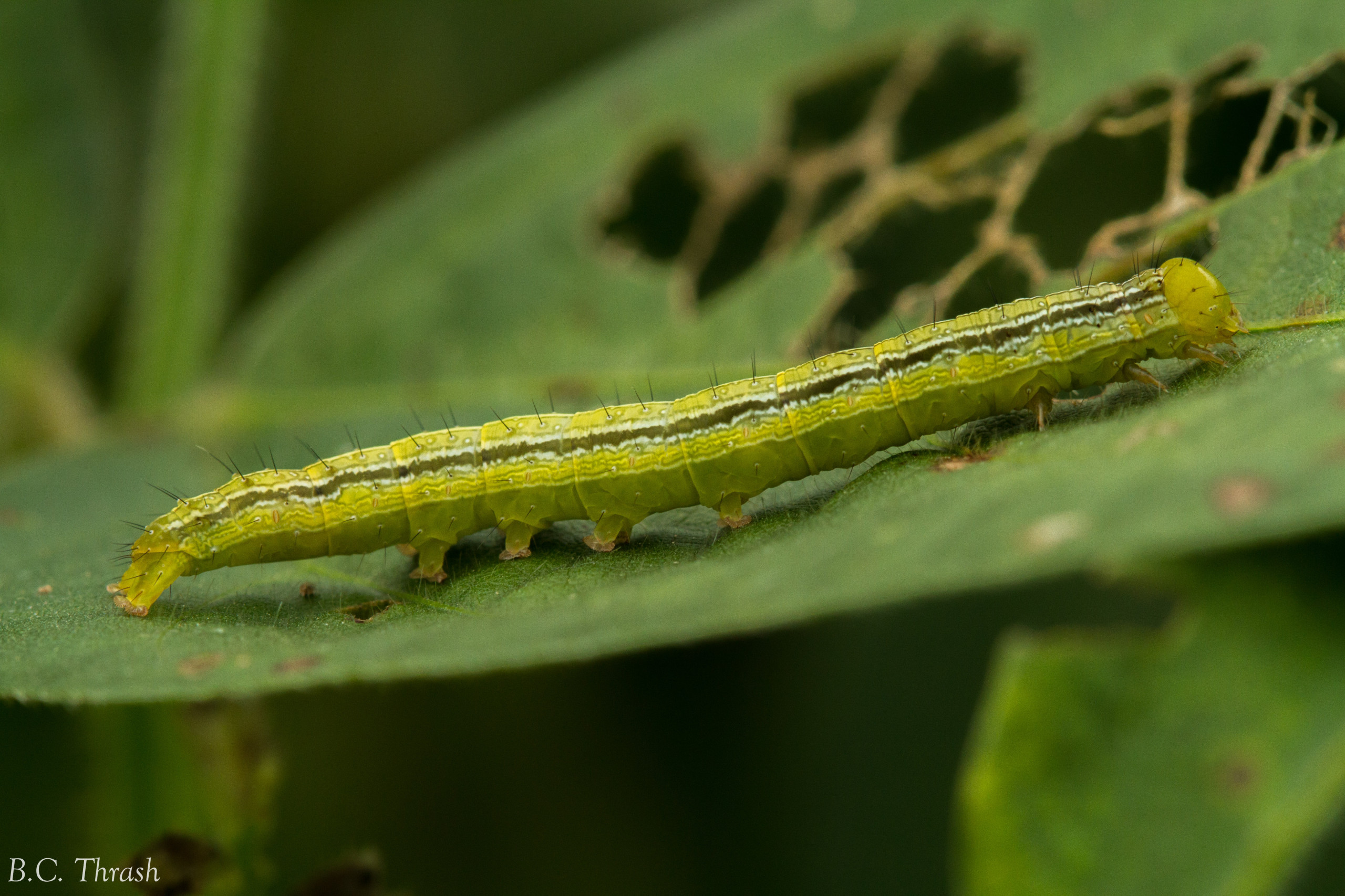 Velvetbean Caterpillar in Soybean