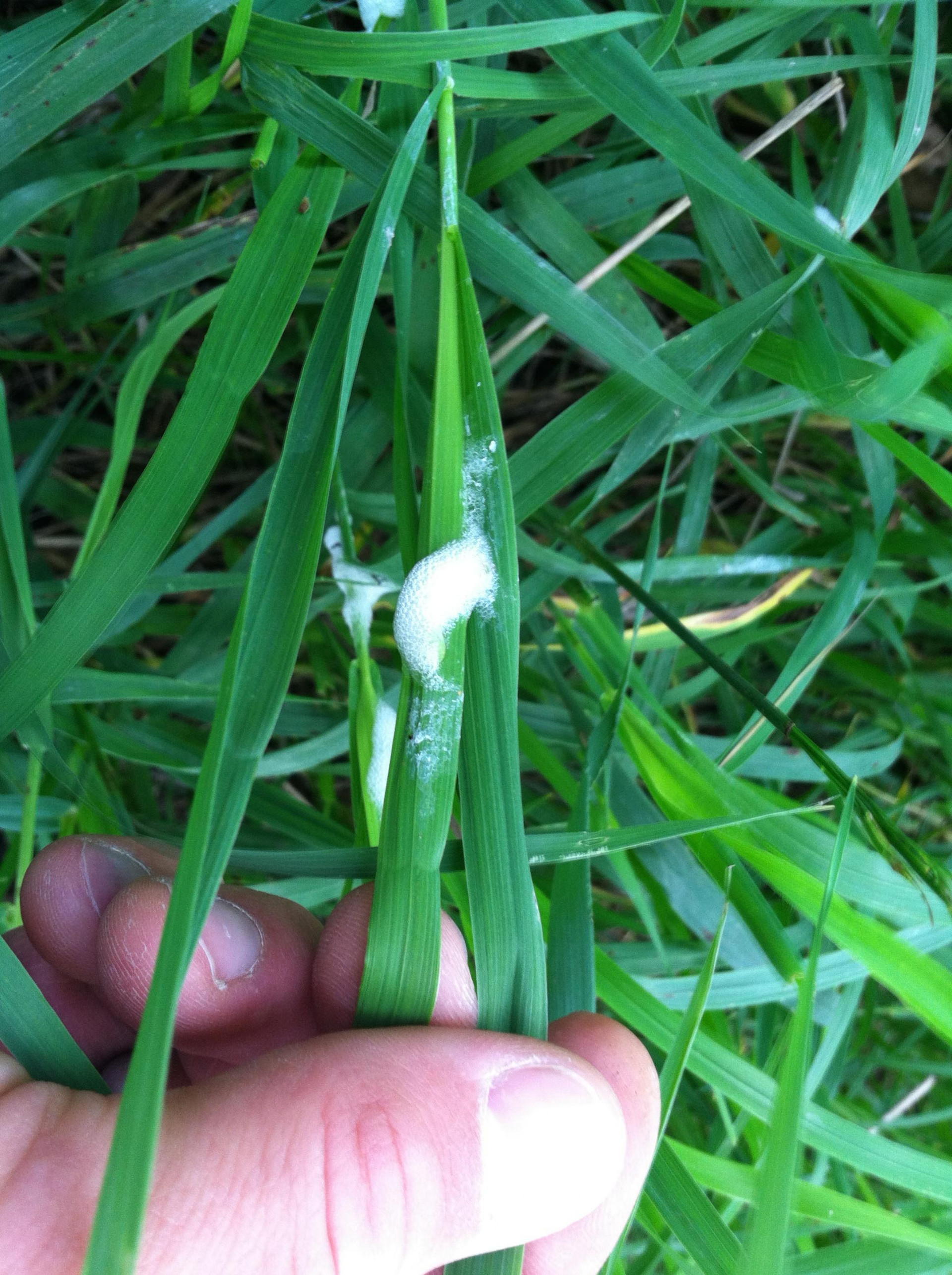 Meadow Spittlebug in Alfalfa