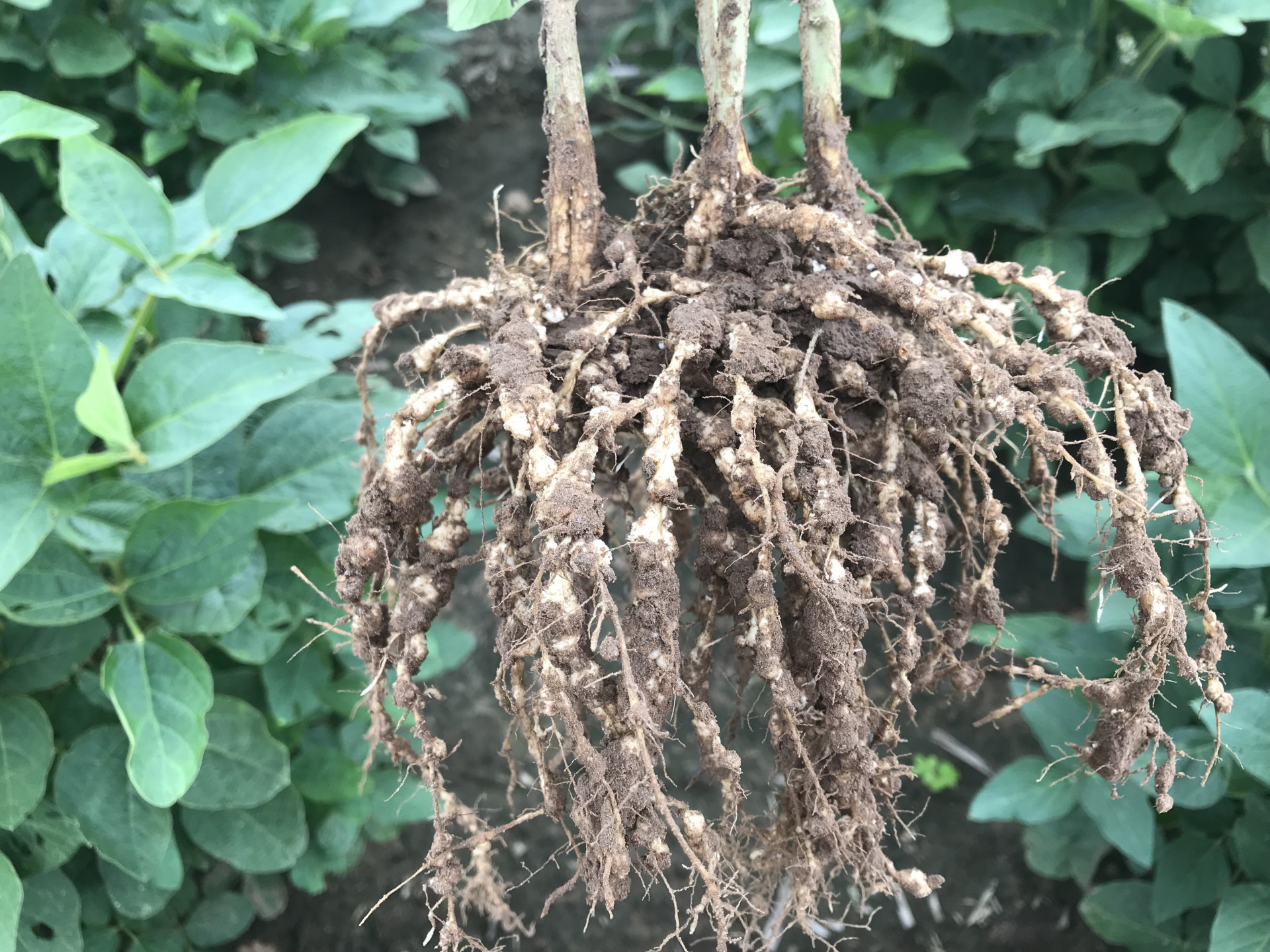 Root-Knot Nematode of Soybean