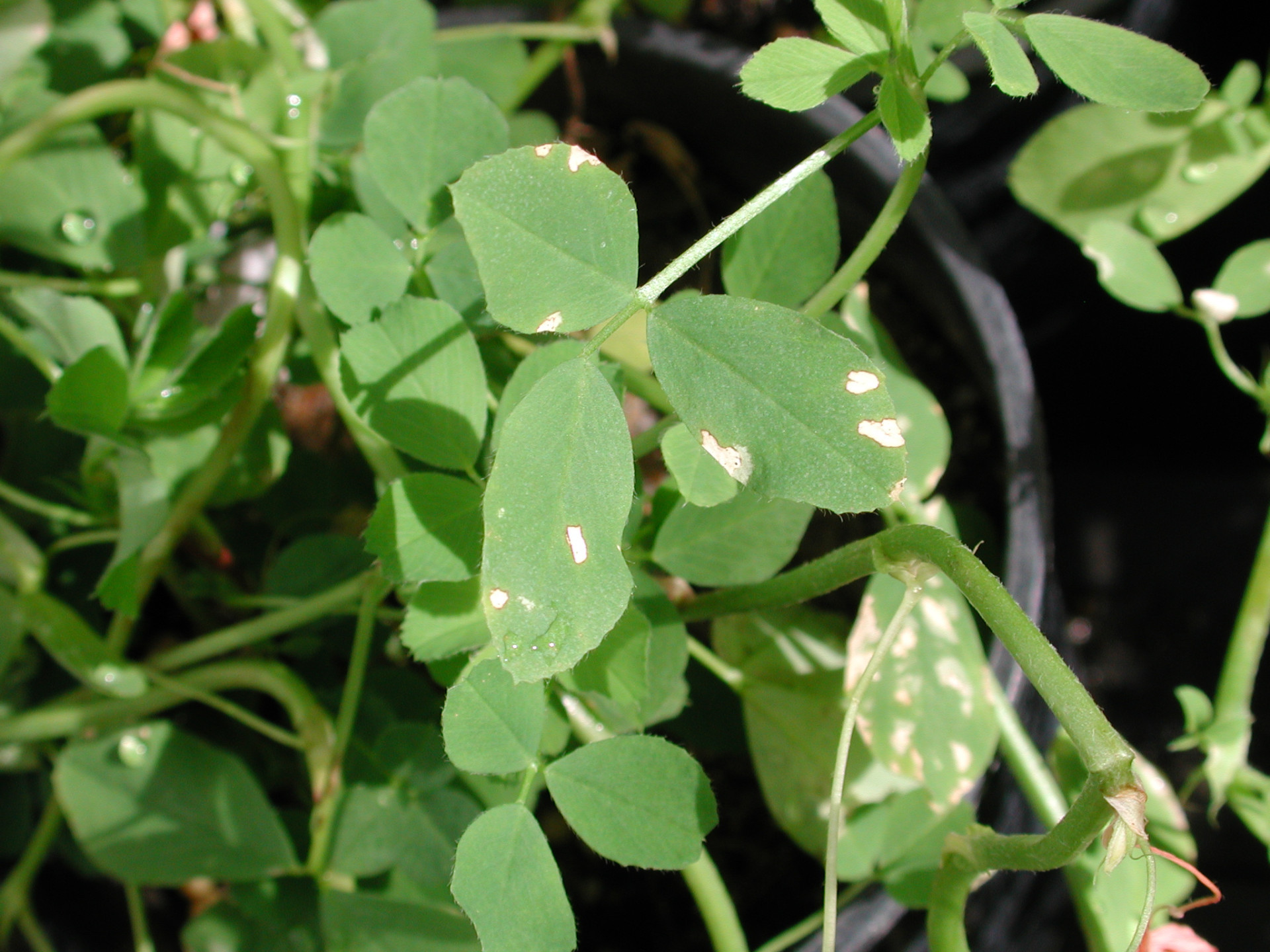 Stagonospora Leaf Spot and Root Rot of Alfalfa