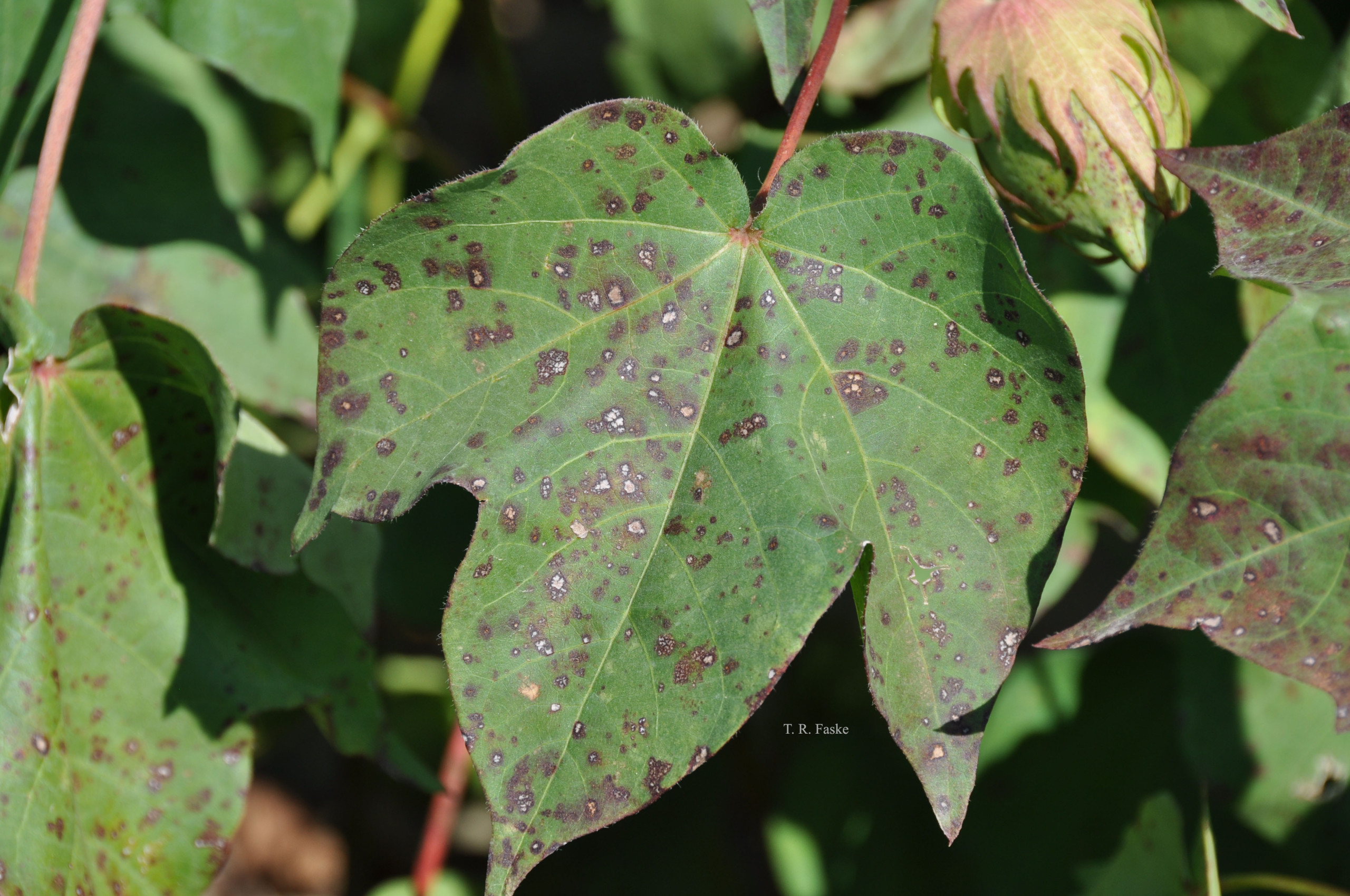 Stemphylium Leaf Spot of Cotton