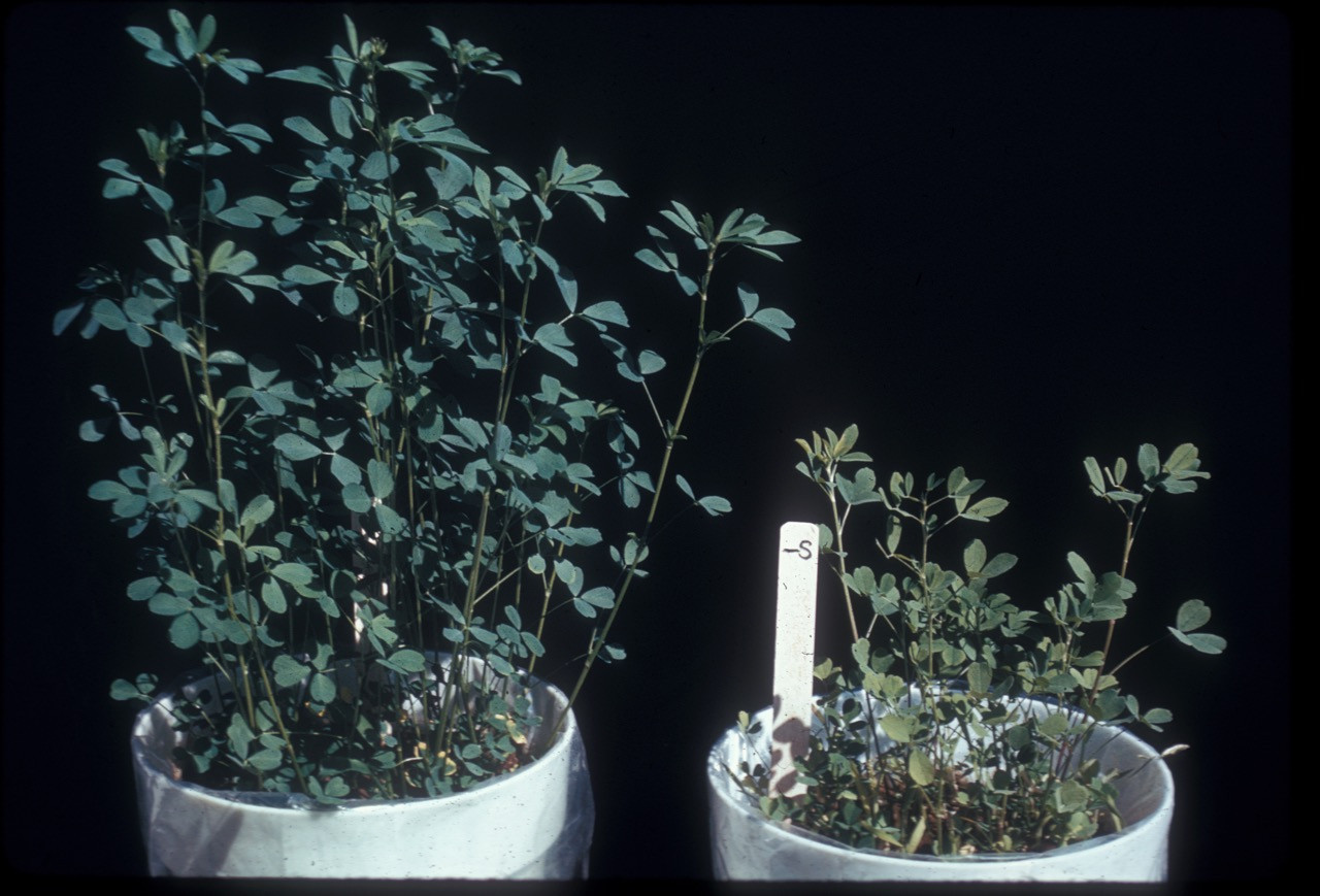 Sulfur Deficiency in Alfalfa