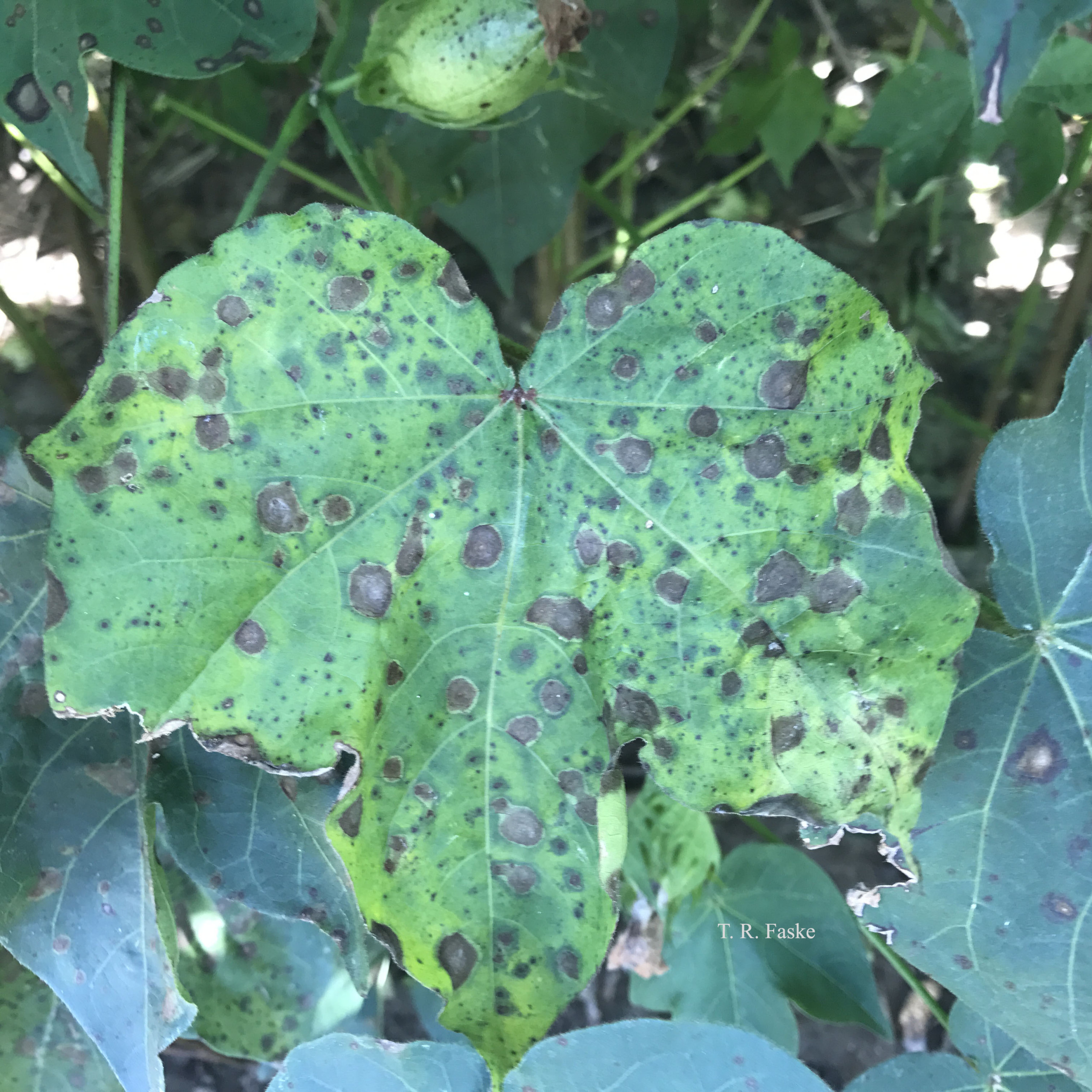 Target Spot of Cotton