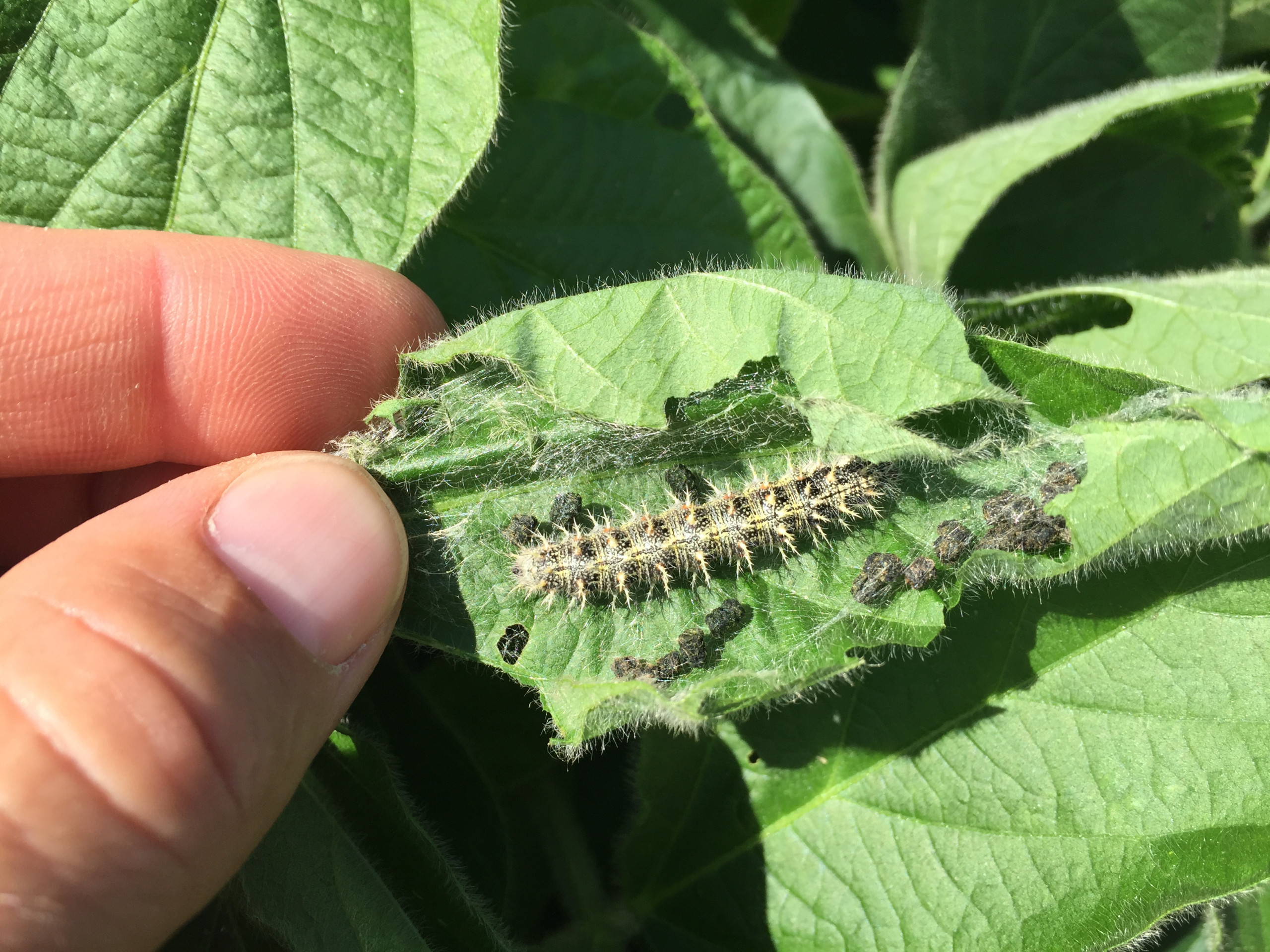 Thistle Caterpillar in Soybean