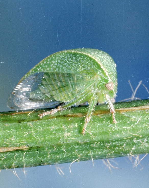 Threecornered Alfalfa Hopper in Alfalfa