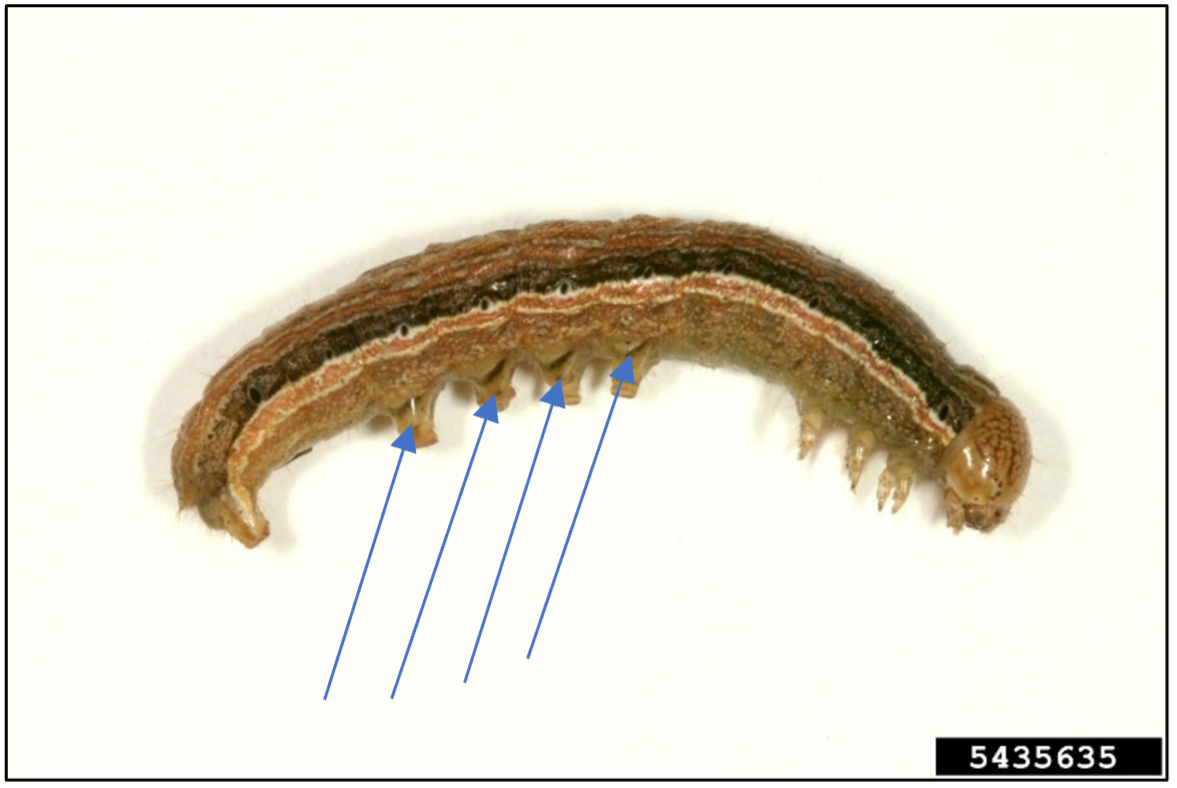 True Armyworm in Soybean