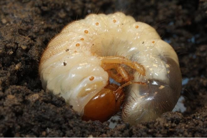 True White Grubs in Soybean
