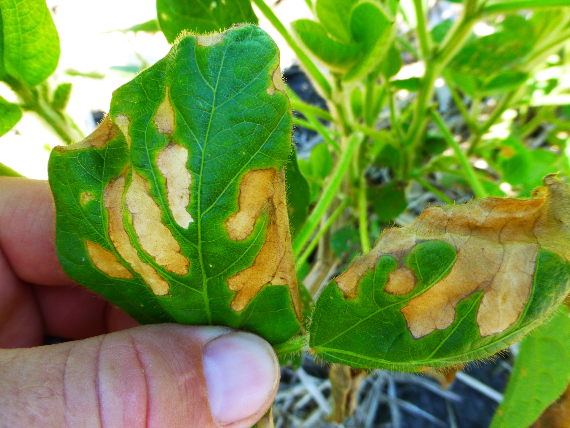 Fertilizer Injury (UAN) of Soybean