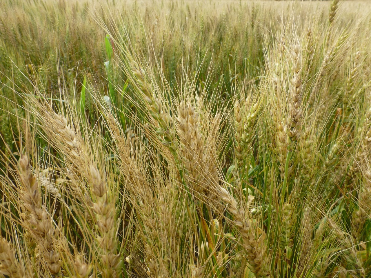 Root-Lesion Nematode of Wheat