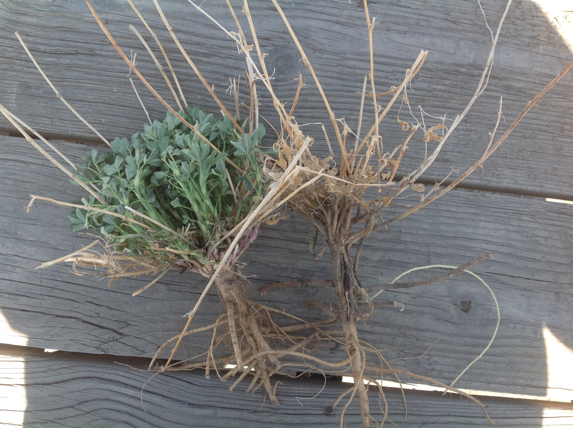 Winterkill and Winter Injury in Alfalfa