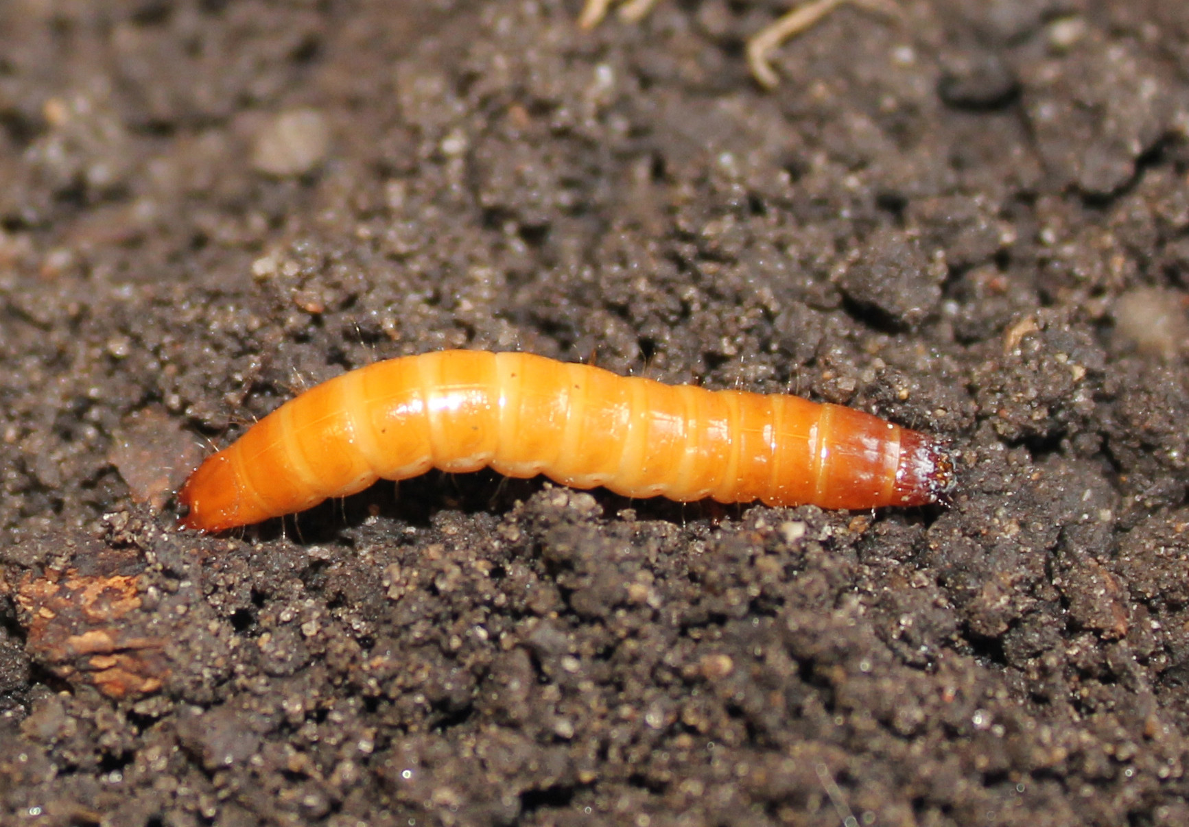 Wireworms in Soybean