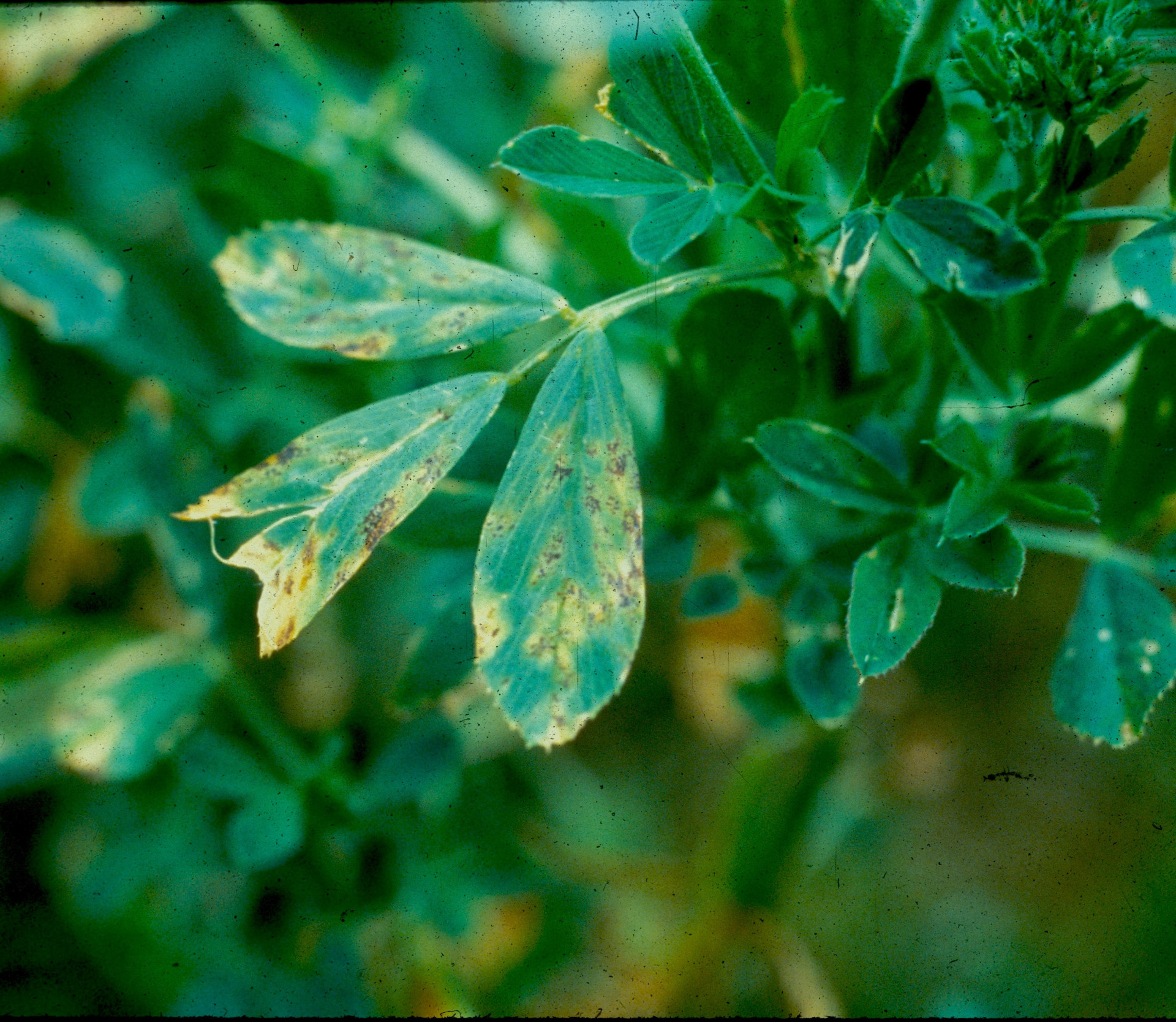 Yellow Leaf Blotch of Alfalfa